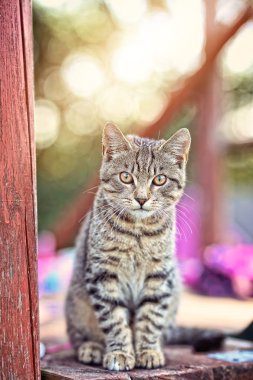 güzel gözlü sevimli kedi