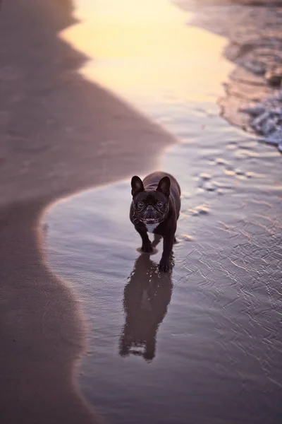 Bulldog Francés Playa —  Fotos de Stock