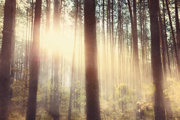 Dimmig Skog Morgonen — Stockfoto