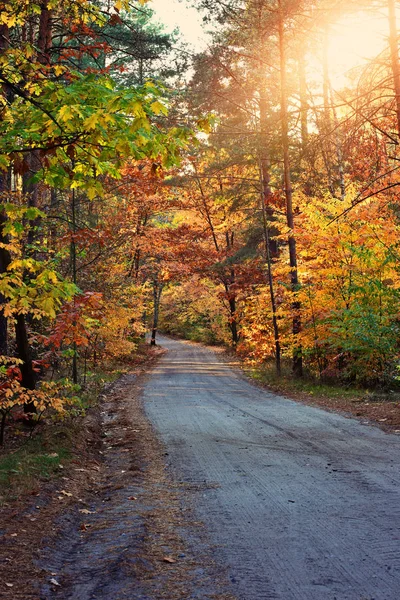 森林的秋天之路 — 图库照片