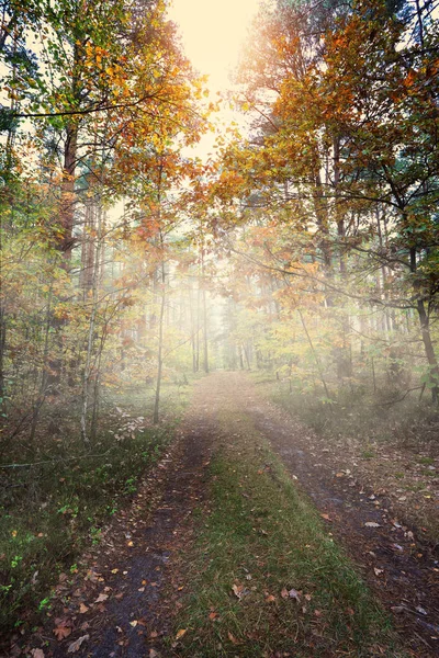 日当たりの良い霧深い森 — ストック写真