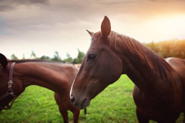 at sürüsü yeşil çimenlerin üzerinde