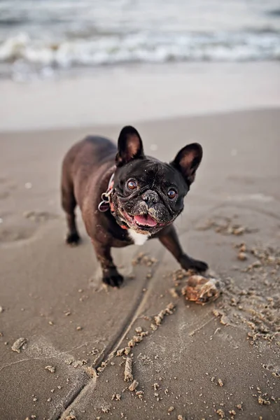 Retrato Perro Bulldog Francés Divertido Playa —  Fotos de Stock