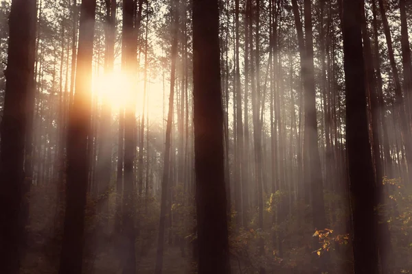Nevoeiro Uma Manhã Ensolarada Floresta — Fotografia de Stock