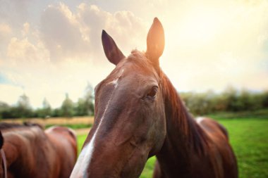 kahverengi bir at başı yakın çekim