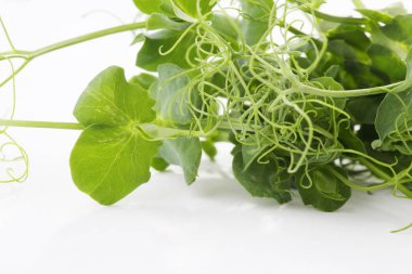 beyaz bir arka plan üzerinde microgreens ve sağlıklı lahana