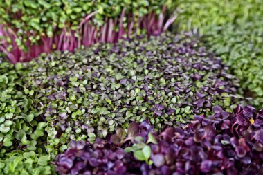 yeşil ve sağlıklı microgreens arka plan