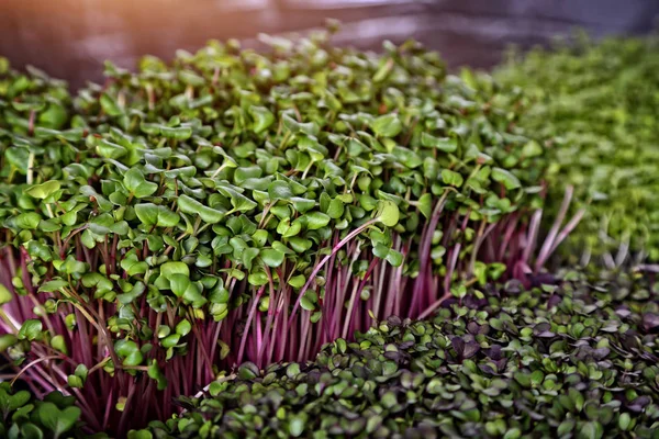 Hälsosam Avel Mikrogreener Växter — Stockfoto