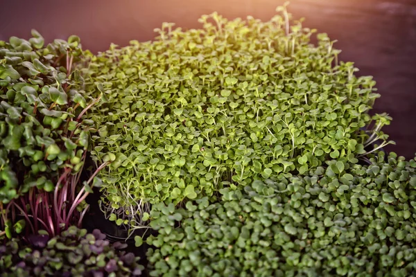 Zdravé Šlechtění Mikrozelených Rostlin — Stock fotografie