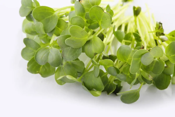 Microgreens Brotos Saudáveis Fundo Branco — Fotografia de Stock