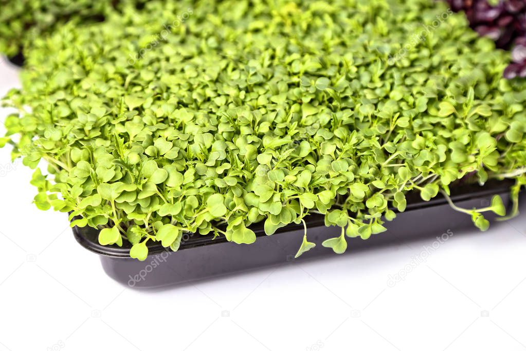 healthy and fresh sprouts