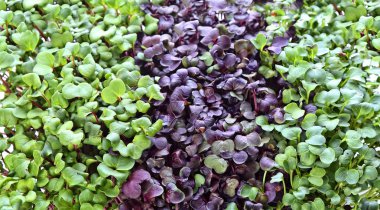 delicious and healthy natural micro greens sprouts clipart