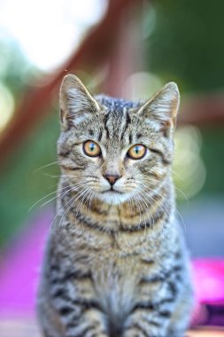 Güzel gri kedi portresi