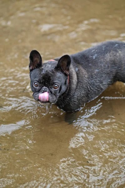 Alegre Bulldog Francés Agua —  Fotos de Stock