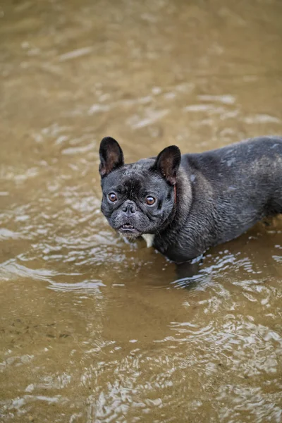 Alegre Bulldog Francés Agua —  Fotos de Stock