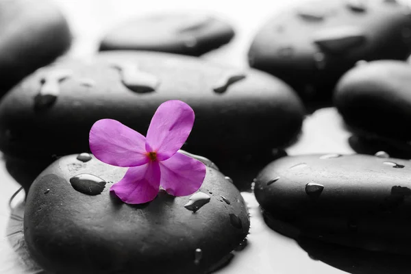 Black Wet Pebbles Flower Background — Stock Photo, Image