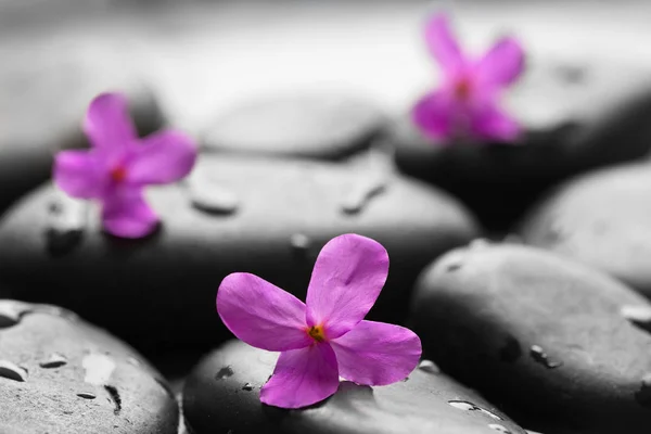 Zwarte Natte Keien Met Bloemen Achtergrond — Stockfoto