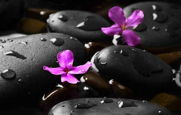 Zwarte Natte Keien Met Bloemen Achtergrond — Stockfoto