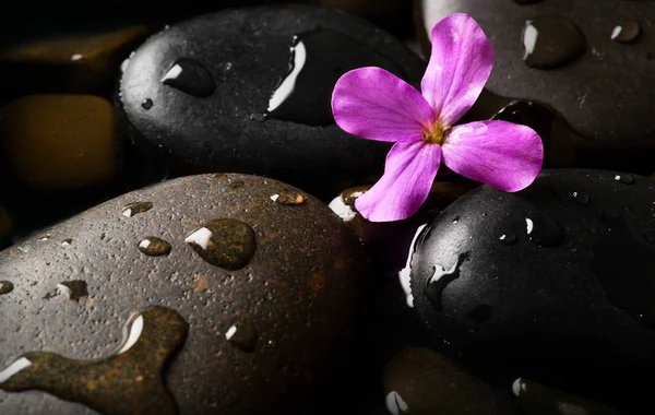 Wet Pebbles Flower Background Wallpaper — Stock Photo, Image