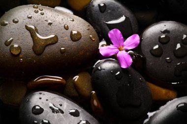 Gri çakıl çiçek arka plan ile ıslak