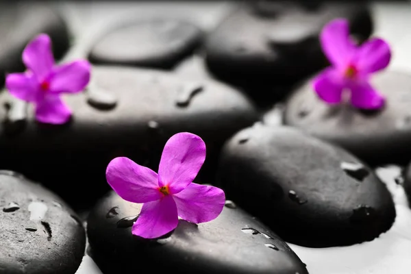 Grey Wet Pebbles Flowers Background Wallpaper — Stock Photo, Image