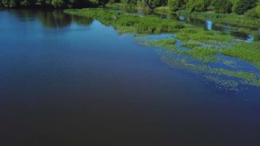 Hava nilüferler ile bataklık videonun