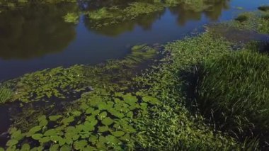 Hava nilüferler ile bataklık videonun