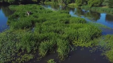 Hava nilüferler ile bataklık videonun