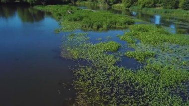 Hava nilüferler ile bataklık videonun