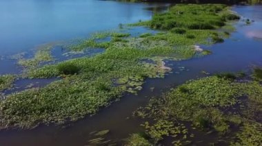 Hava nilüferler ile bataklık videonun