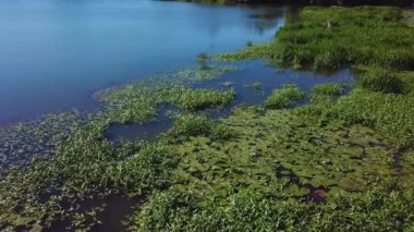 Hava nilüferler ile bataklık videonun