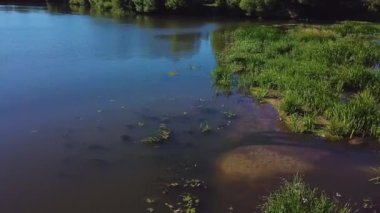 Hava nilüferler ile bataklık videonun