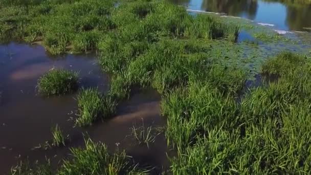 Vidéo Aérienne Marais Avec Nénuphars — Video