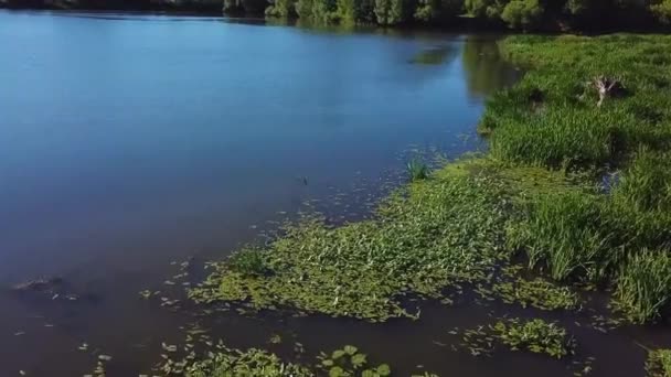 Aerial Video Swamp Water Lilies — Stock Video