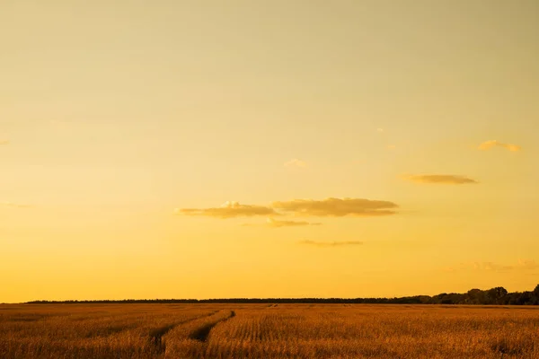 Solnedgång Himlen Sommartid — Stockfoto