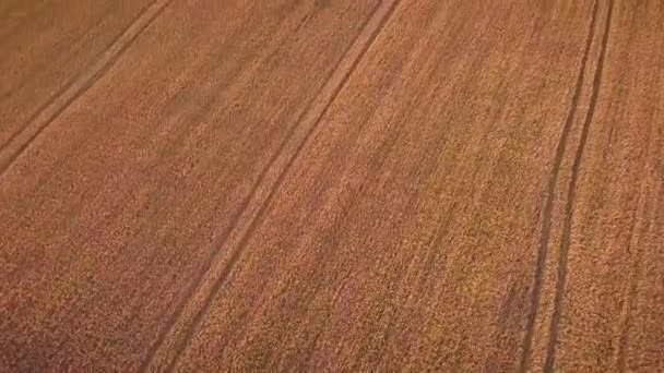 Wheat Field Aerial View — Stock Video