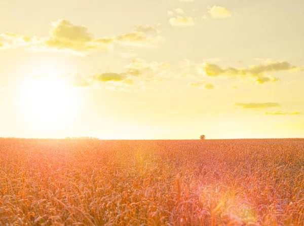 Vete Fält Sommaren Sunset — Stockfoto