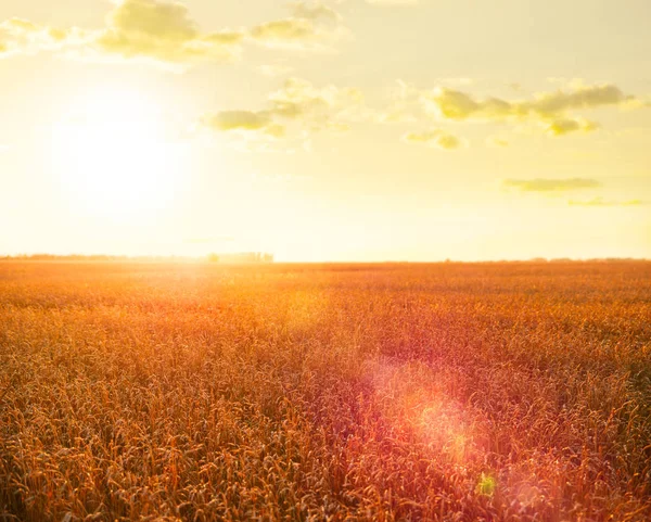 Vete Fält Sommaren Sunset — Stockfoto