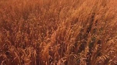 Gün batımında buğday tarlası