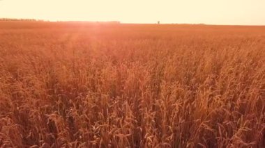 Gün batımında buğday tarlası