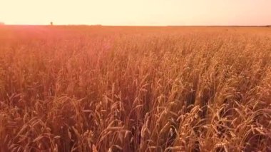 Gün batımında buğday tarlası