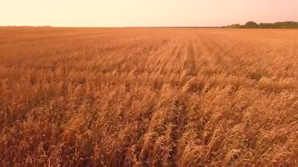 Tarweveld Bij Zonsondergang — Stockvideo