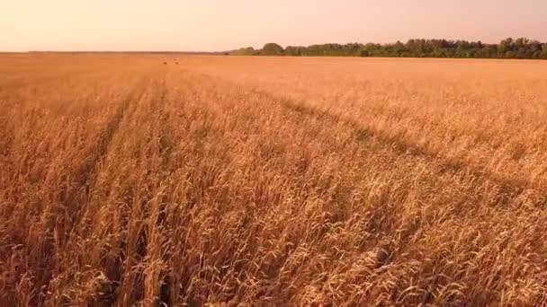Пшеничное Поле Закате — стоковое видео