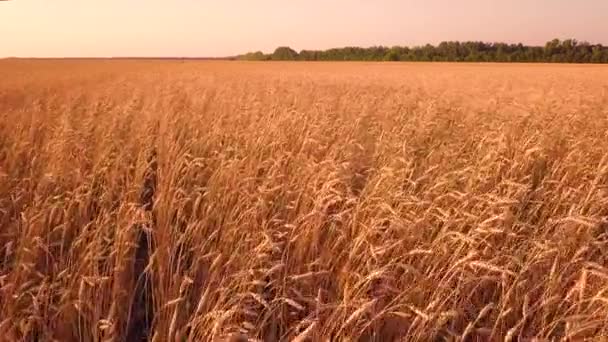 Поле Пшениці Заході Сонця — стокове відео
