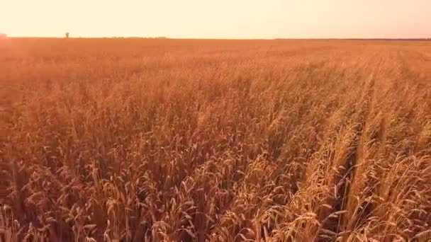 Tarweveld Bij Zonsondergang — Stockvideo