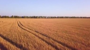 Gün batımında buğday tarlası