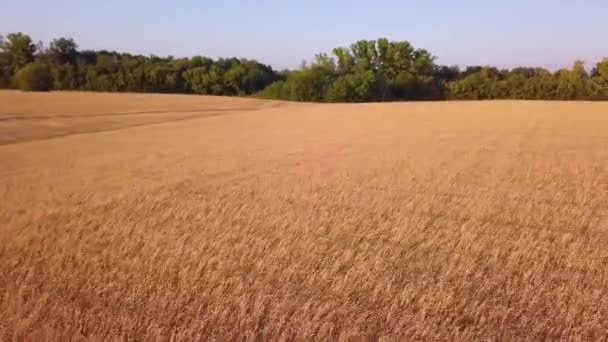 Pšeničné Pole Při Západu Slunce — Stock video