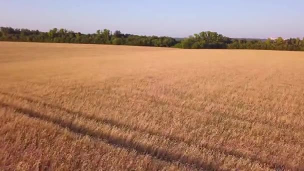 Пшеничное Поле Закате — стоковое видео
