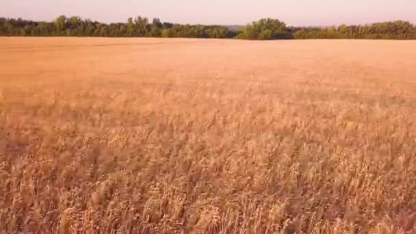 Campo Trigo Pôr Sol — Vídeo de Stock