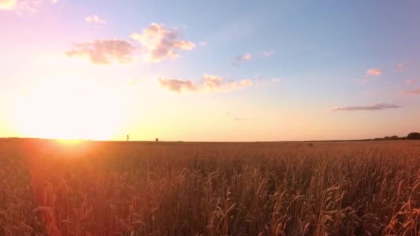 Молодая Девушка Пшеничном Поле — стоковое видео